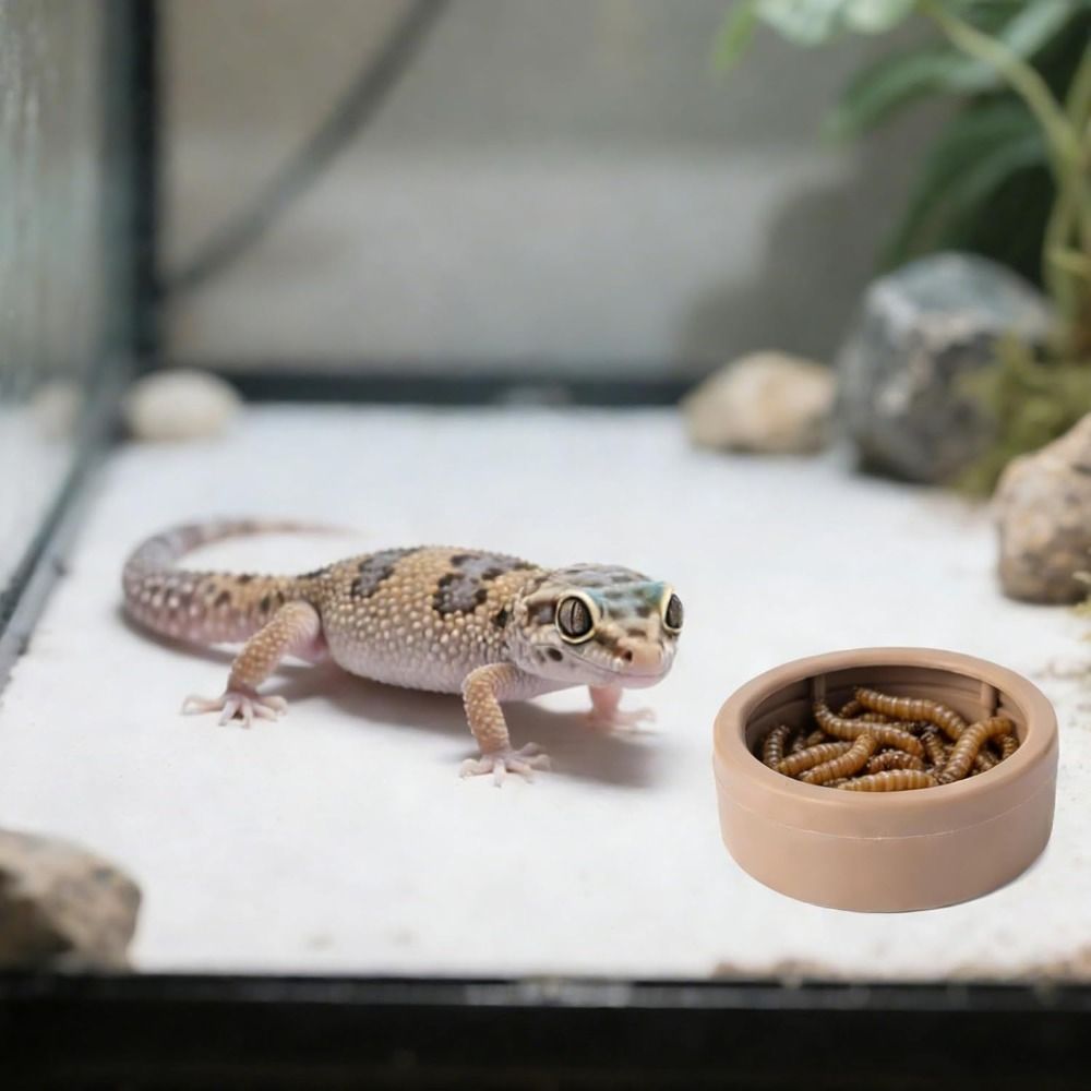 Gamelle portable anti-évasion  - Water Dish Reptile avis et prix