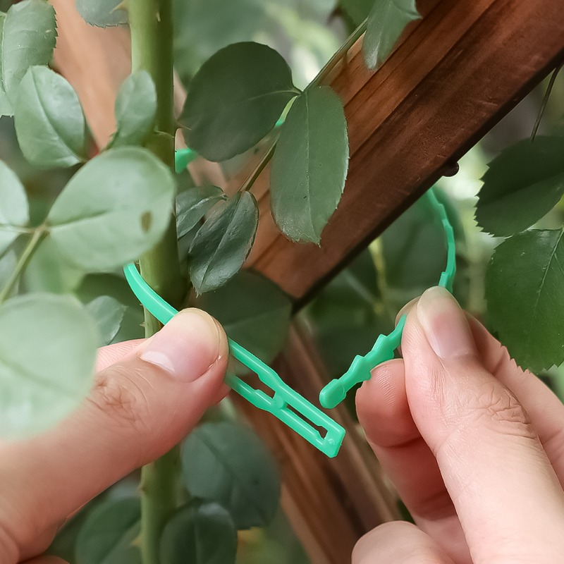 Attaches de fixation pour plan - Vine Climbing Plastic avis et prix
