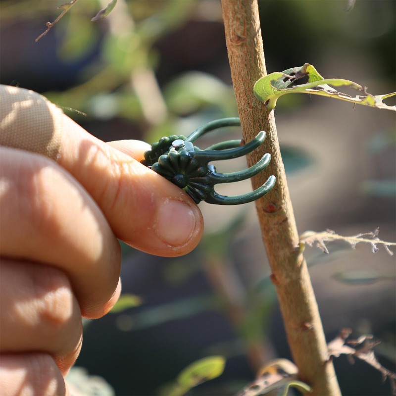 Clips de Soutien Mini en Gros  - Vine Climbing Plastic avis et prix