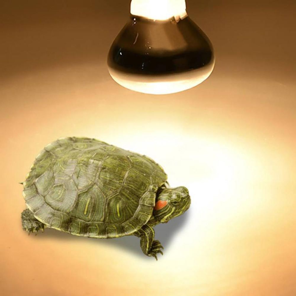 Lampe chauffante pour tortue,  - Basking Bulb Halogen avis et prix