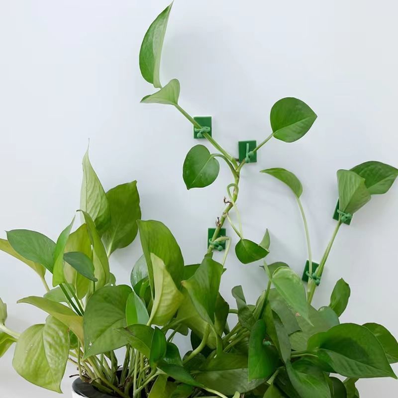 Clips de fixation murale auto- - Vine Climbing Plastic avis et prix