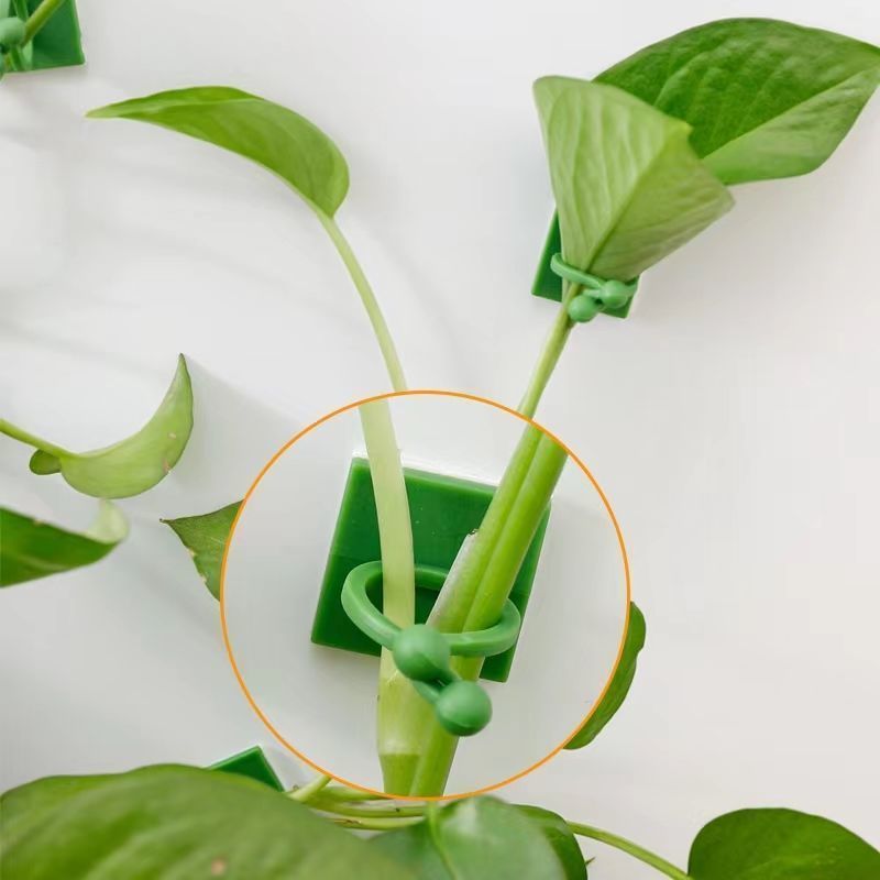 Clips de fixation murale auto- - Vine Climbing Plastic avis et prix
