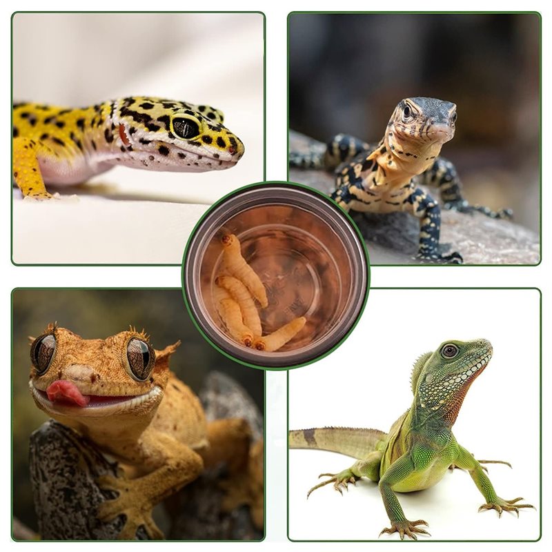Gobelets d'alimentation et d'e - Water Dish Reptile avis et prix