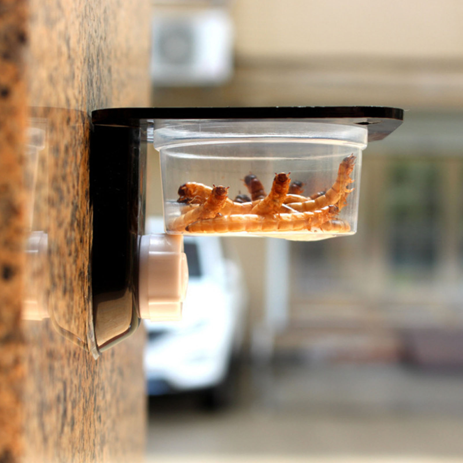 Bols d'alimentation Gecko à cr - Water Dish Reptile avis et prix
